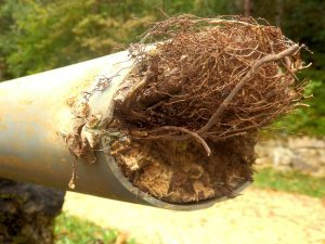 pipe filled with roots