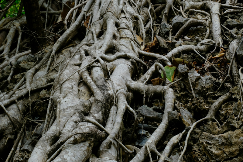roots